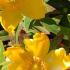 Hypericum Radiance St Johns Wort