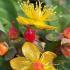 Hypericum Hidcote with red curled buds from which bright yellow flowers are emerging