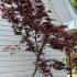 Acer Palmatum atropurpureum Unique Tree For Sale UK
