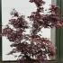 Acer Palmatum atropurpureum Unique Tree For Sale UK