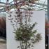 Acer Palmatum Bloodgood Japanese Maple 1.75-2 m buy online UK.