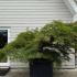 Acer Palmatum dissectum Unique Tree For Sale UK
