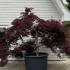 Acer Palmatum Dissectum Garnet Unique Tree For Sale UK