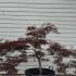 Acer Palmatum Dissectum Garnet Unique Tree For Sale UK