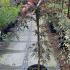 Acer Palmatum Dissectum Garnet 70-80 cm buy online UK.