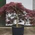 Acer Palmatum Dissectum Inaba Shidare Unique Tree For Sale UK