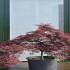 Acer Palmatum Dissectum Inaba Shidare Unique Tree For Sale UK