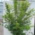 Acer Palmatum Dissectum Seiryu 1.5-1.75 m buy online UK.
