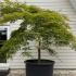 Acer Palmatum Dissectum Viridis Unique Tree For Sale UK