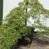 Acer Palmatum Dissectum Viridis Unique Tree For Sale UK