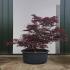 Acer Palmatum Fireglow Unique Tree For Sale UK