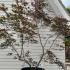 Acer Palmatum Masu Kagami Unique Tree For Sale UK