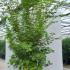Acer Palmatum Sango Kaku 2-2.5 m buy online UK.