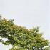 Acer Palmatum Taro Yama Unique Tree For Sale UK