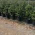 Camellia Japonica Compacta Alba 80-100 cm buy online UK.