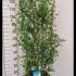 Ceanothus Thyrsiflorus Skylark 1.3-1.4 m buy online UK.