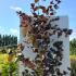 Cercis Canadensis Merlot Eastern Redbud 1.75-2 m buy online UK.