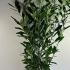 Cherry Laurel Caucasica Prunus Laurocerasus 1-1.25 m buy online UK.