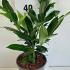 Cherry Laurel Caucasica Prunus Laurocerasus 30-40 cm buy online UK.