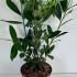 Cherry Laurel Caucasica Prunus Laurocerasus 40-50 cm buy online UK.