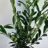 Cherry Laurel Caucasica Prunus Laurocerasus 60-80 cm buy online UK.