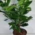 Cherry Laurel Novita - Prunus Novita 50-60 cm buy online UK.