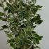 Cornus Alba Miracle Red-Barked Dogwood 60-80 cm buy online UK.