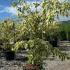 Cornus Controversa Variegata (Wedding Cake Tree) 1.25-1.5 m buy online UK.