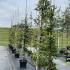 Fagus Sylvatica Full Standard Tree 2.5-3 m buy online UK.