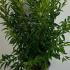 Forsythia x Intermedia Weekend 60-80 cm buy online UK.