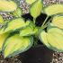 Hosta Plantain Lily 10-20 cm buy online UK.