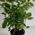 Hydrangea Annabelle 30-40 cm buy online UK.