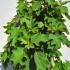 Hydrangea Quercifolia 80-100 cm buy online UK.