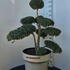 Ilex Crenata Cloud Tree 8387 - £1600 Mature Specimen Japanese Maple