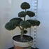 Ilex Crenata Cloud Tree 8388 - £1600 Mature Specimen Japanese Maple