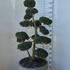 Ilex Crenata Cloud Tree 8389 - £1600 Mature Specimen Japanese Maple