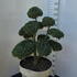 Ilex Crenata Cloud Tree 8390 - £1600 Mature Specimen Japanese Maple