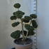 Ilex Crenata Cloud Tree 8391 - £1600 Mature Specimen Japanese Maple
