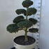 Ilex Crenata Cloud Tree 8393 - £1600 Mature Specimen Japanese Maple