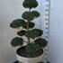 Ilex Crenata Cloud Tree 8394 - £1600 Mature Specimen Japanese Maple