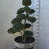 Ilex Crenata Cloud Tree 8395 - £1600 Mature Specimen Japanese Maple