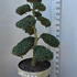 Ilex Crenata Cloud Tree 8396 - £1600 Mature Specimen Japanese Maple