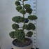 Ilex Crenata Cloud Tree 8397 - £2750 Mature Specimen Japanese Maple
