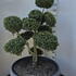 Ilex Crenata Cloud Tree 8398 - £2750 Mature Specimen Japanese Maple