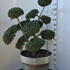 Ilex Crenata Cloud Tree 8385 - £1600 Mature Specimen Japanese Maple