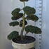 Ilex Crenata Cloud Tree 8386 - £1600 Mature Specimen Japanese Maple