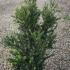 Ilex Crenata Kinme Japanese Holly Shrubs 60-70 cm buy online UK.