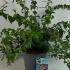 Kolkwitzia amabilis Beauty Bush 40-60 cm buy online UK.
