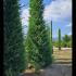 Leyland Cypress Root Balls for Hedging 6-7 m buy online UK.