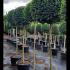 Ligustrum Topiary Half Standard Trees 2.1-2.2 m buy online UK.